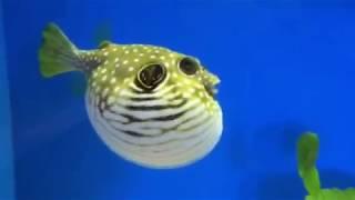 Puffer Fish Pop