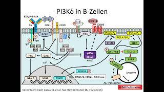 Teil 22: APDS, Activated PI3-Kinase Delta Syndrome