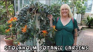 Tour of Stockholm Botanic Gardens || Greenhouse Plant Collections || Caudices, Giant Waterlilies