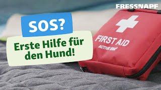 Erste Hilfe bei Hunden