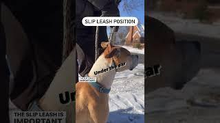 Dog pulling leash?. Leash training for dog & puppy lovers. Slip lead tip and tricks. #dogtraining