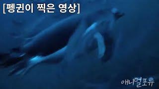 펭귄이 직접 찍은 영상 공개  펭귄은 귀여움 그 자체...  | 걸작다큐 '펭귄과 과학자' | KBS 211207 방송