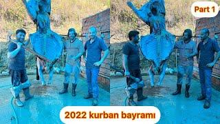 KAÇAN KURBANLIK GÜLBEYAZ / 2022 KURBAN BAYRAMI
