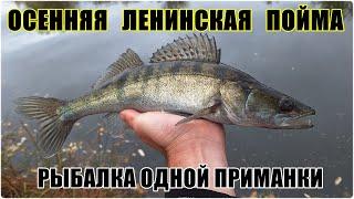 Осень в Ленинской пойме. Рыбалка одной приманки
