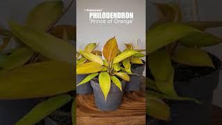 Филодендрон 'Принс ов Оранж' (Philodendron 'Prince of Orange')