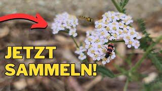 5 wertvolle HEILPFLANZEN im Sommer: Schafgarbe, Ringelblume & Co. | Meine Hausapotheke