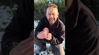 Mushrooms in the snow :) #wildmushrooms #ediblemushrooms #fungi #wildfooduk