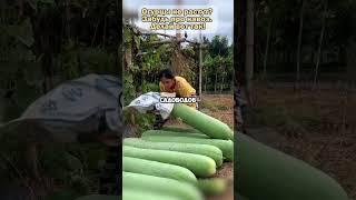 Забудь про навоз! Вот лучшая подкормка для огурцов