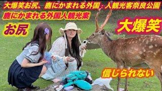 【海外の反応】外国人観光客も驚いた これがほ んとに野生の鹿か信じられな | nara deer | 奈 良鹿|海外の反応 | 奈良公園 鹿|舞妓|外国 人外国人観光客 | Asmr
