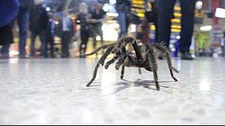 Arachnophobia in Public Prank