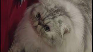 Persian Cats: Meet the Breed with Petco