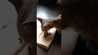 cat eats bone