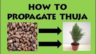 How To Propagate Thuja From Seeds