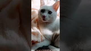 Весенняя биполярочка #белыйкот #домашниеживотные