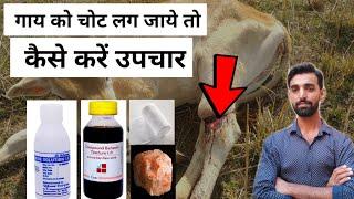 Pashu ko chot lagne par kya kare | Pashu ke ghav kaise theek karen | Cow ki chot ka ilaj kaise kare