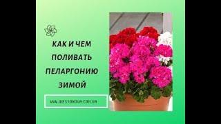 Пеларгония.Полив в зимнее время. Как и чем.