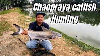 Hari Putus perambut! Teknik Mancing ikan Patin Chaopraya untuk beginner