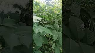 Прогулка привлечения радости .Благодарю Незнакомку Т.Кузнецову!