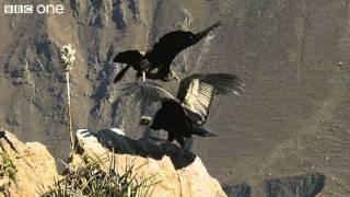 Condor Teaches Youngster to Fly (Narrated by David Tennant) - Earthflight - BBC