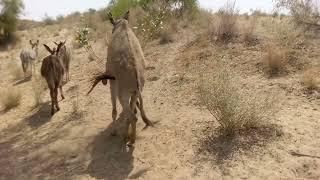 Donkey mating//animals mating / donkey courtship mating/ mating #viral #donkey #donkeylife