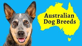 Australian Dog Breeds: 13 Native Dogs From Down Under