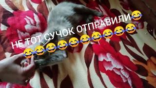 Кошачья мята и Реакция кота на палочку с кошачьей мятой)))) Алиэкспресс!!!