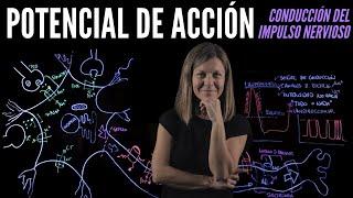 Potencial de Acción