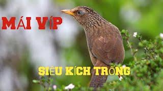 Hoạ Mi.Mái xùy kích trống cực hay. #Birds