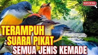 SUARA PIKAT SEMUA JENIS BURUNG KEMADE RIBUT TERAMPUH