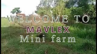 Our  Future Mini farm - Mavlex Journey