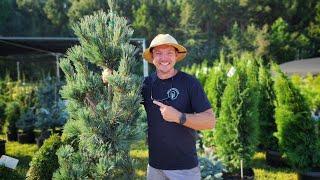 Conifer and Evergreen Tour! |Conifers that Grow In the South|