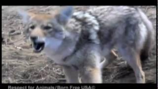 (#7 & 8) Trapping Investigation - Coyotes in Leghold and Snare