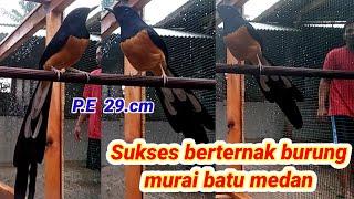 PETERNAK BURUNG MURAI BATU MEDAN