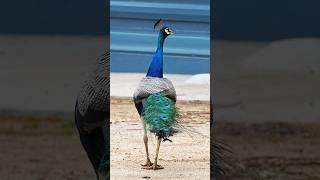 BEAUTIFUL PEACOCK PHOTOGRAPHY  #shorts #birds #peacock #photography