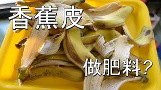 Use banana peels to make a super useful high-potassium liquid fertilizer for aquatic plants