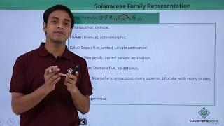 Class 11th – Floral Formula – Solanaceae Family Representation | Tutorials Point