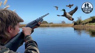 MOST DUCKS WE’VE EVER SEEN! Duck Hunting NZ