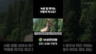 녹용 털 제거는 어떻게 하나요?