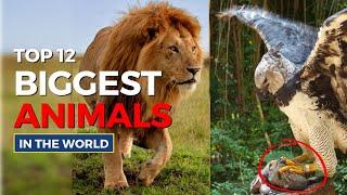 Biggest animals in the world |Factswow