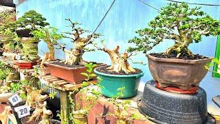 CEK HARGA BAHAN BONSAI KOLEKSIAN HARGA TERJANGKAU