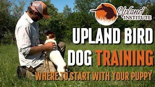 Upland Bird Dog Training - Where to start with a puppy?