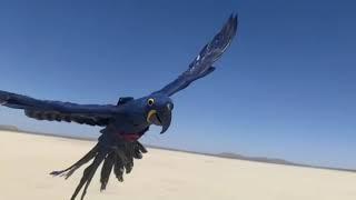 Baby hyacinth macaw bird becomes freeflight pro