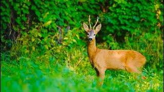  Deer//// bird // wildlife// animals// explore with Kelly 4K // Nature