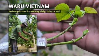 Update on the results of grafting inserts on Vietnamese waru bonsai materials