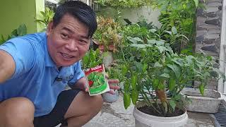 SWEET PEPPER HITIK NA HITIK SA BUNGA, SA TIMBA KO ITINANIM #gardening #garden