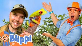 Blippi Explores the Rainforest with Brave Wilderness! @BraveWilderness | Educational Videos for Kids