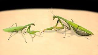 FEMALE MANTIS and MALE MANTIS! HOW MANTIS MAKE LOVE? PRAYING MANTIS MATING 【LIVE FEEDING】