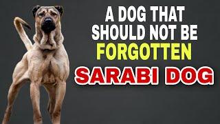 Sarabi Dog Breed, The Giant Of Iran | Information - Persian Mastiff