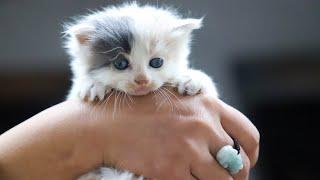 LOVELY CUTE  KITTENS  VIDEO #96