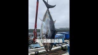 怎樣釣到幾百斤的藍鰭金槍魚和如何賣給中間商 #海釣 #藍鰭金槍魚 #原來釣魚才是抖音運動頂流 #釣魚人就是這麼瘋狂